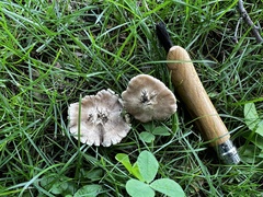 Inocybe velicopia