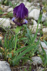 Iris reichenbachii
