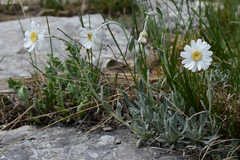 Achillea ageratifolia