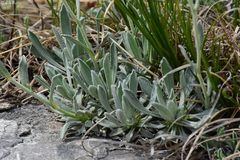Achillea ageratifolia