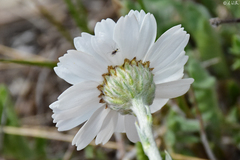 Achillea ageratifolia