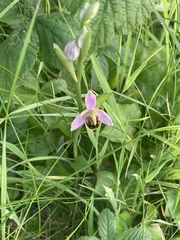 Ophrys apifera