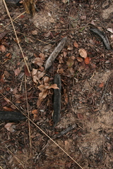Amblygonocarpus andongensis