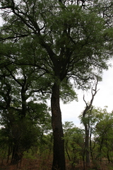 Amblygonocarpus andongensis
