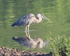 Ardea herodias