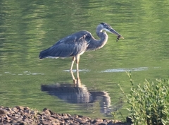 Ardea herodias