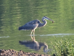 Ardea herodias