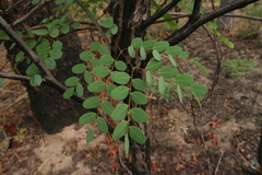 Amblygonocarpus andongensis