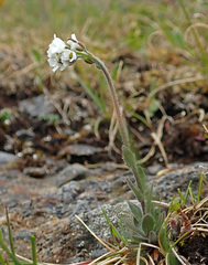 Draba incana