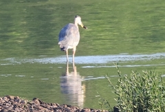 Ardea herodias