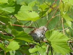 Melospiza melodia