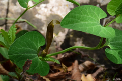 Aristolochia lutea
