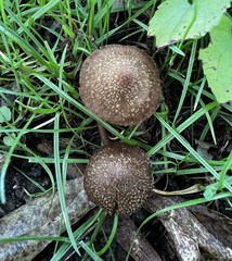 Inocybe calospora