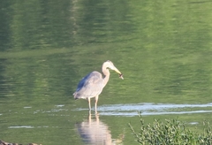 Ardea herodias
