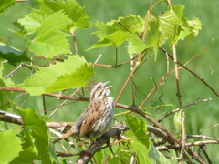 Melospiza melodia