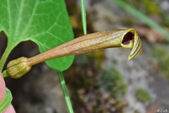 Aristolochia lutea
