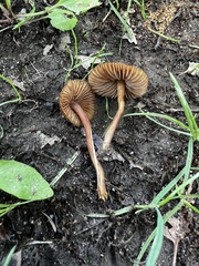 Inocybe calospora