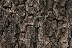 Amblygonocarpus andongensis