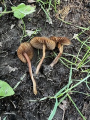 Inocybe calospora