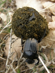 Scarabaeus laticollis