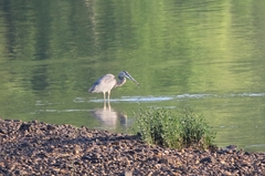Ardea herodias