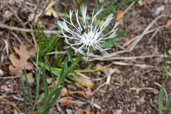 Centaurea napulifera