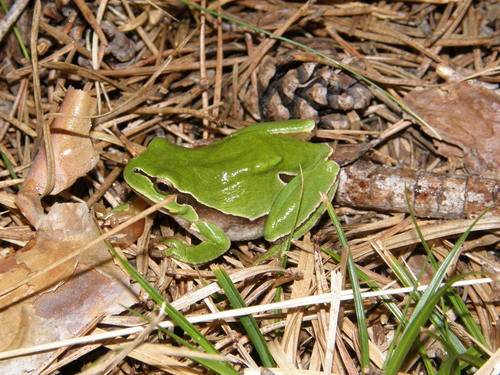 Hyla molleri