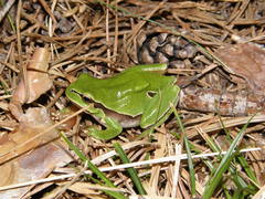 Hyla molleri