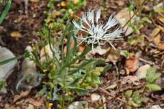 Centaurea napulifera