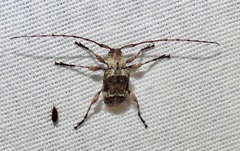 Leptostylus transversus