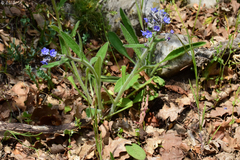 Cynoglottis barrelieri