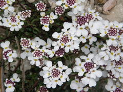 Iberis