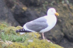 Larus occidentalis occidentalis
