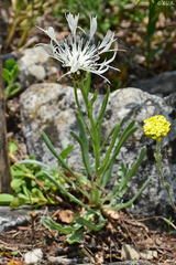 Centaurea pindicola