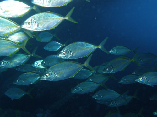 Pseudocaranx dentex