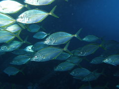 Pseudocaranx dentex