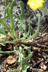 Centaurea pindicola