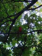 Piranga rubra