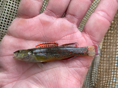 Etheostoma whipplei