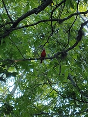 Piranga rubra