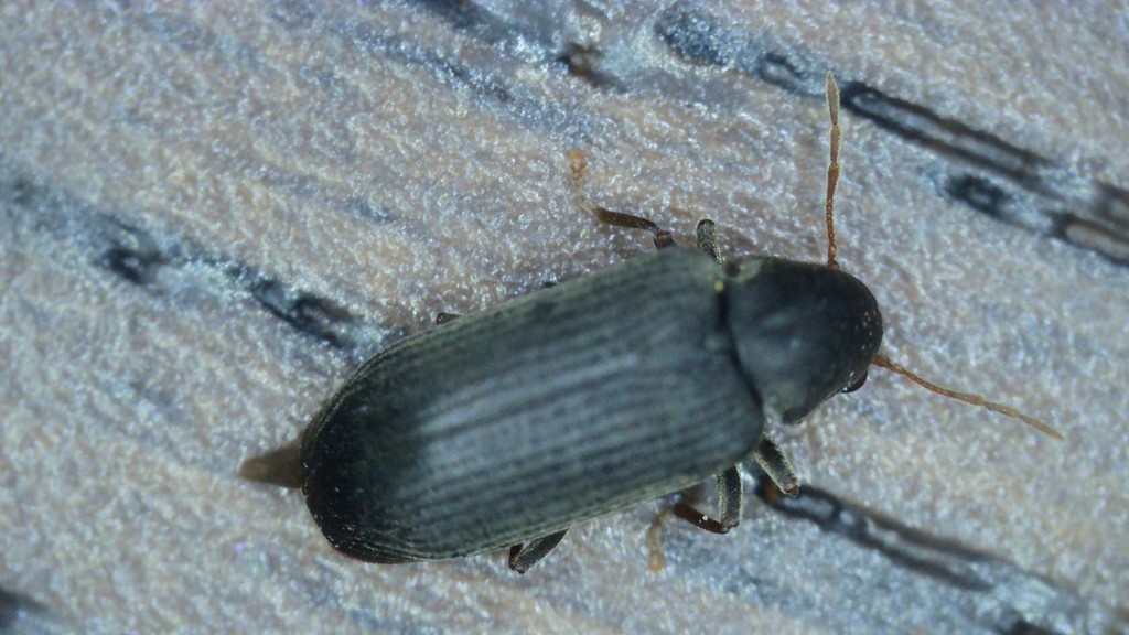 Hemicoelus canaliculatus