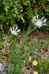 Centaurea napulifera