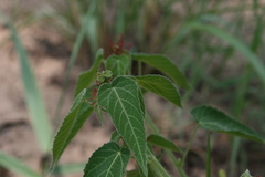 Acalypha villicaulis