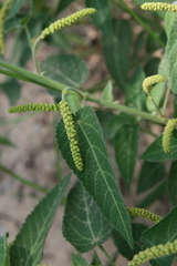 Acalypha villicaulis