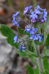 Cynoglottis barrelieri