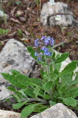 Cynoglottis barrelieri