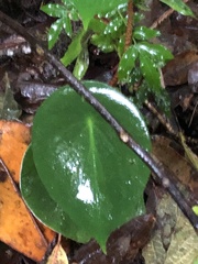 Peperomia hernandiifolia