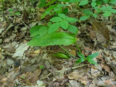 Arum elongatum