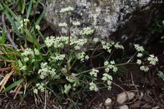 Trinia glauca