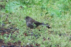 Junco hyemalis shufeldti